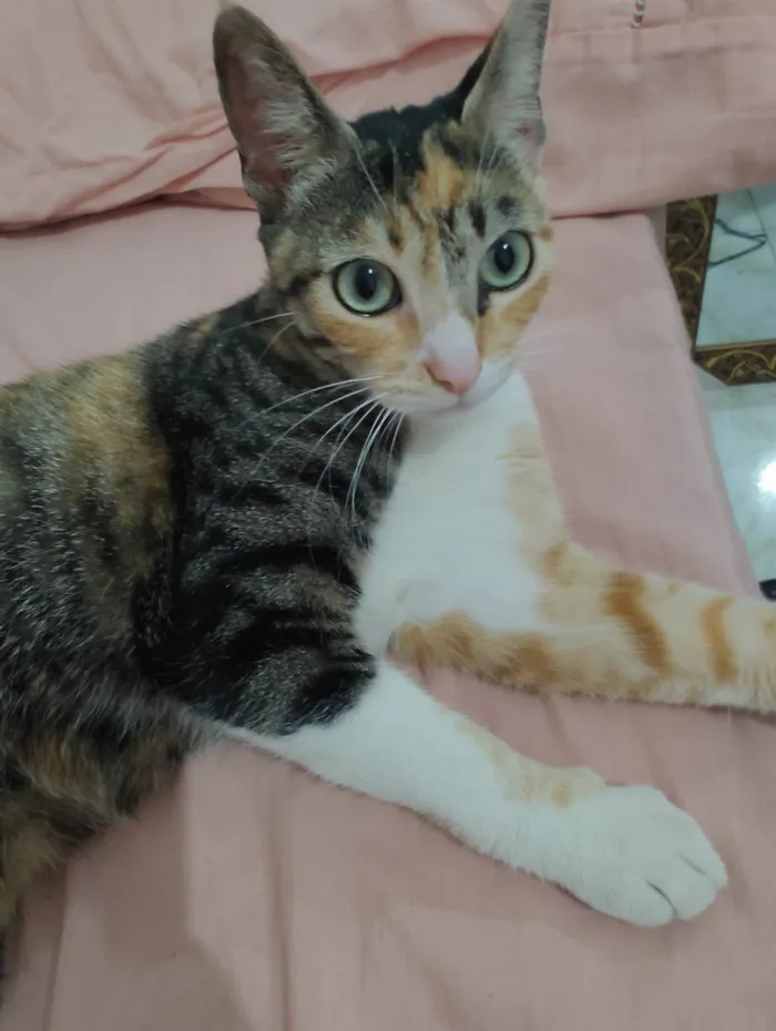 Gato ra a SRD-ViraLata idade 1 ano nome Sol Maria 