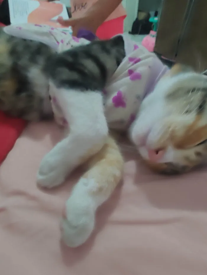 Gato ra a SRD-ViraLata idade 1 ano nome Sol Maria 