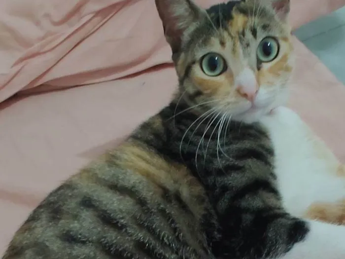 Gato ra a SRD-ViraLata idade 1 ano nome Sol Maria 