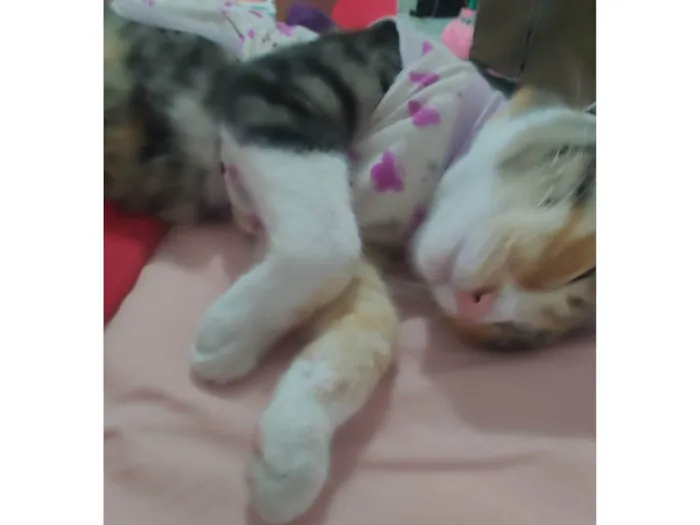 Gato ra a SRD-ViraLata idade 1 ano nome Sol Maria 