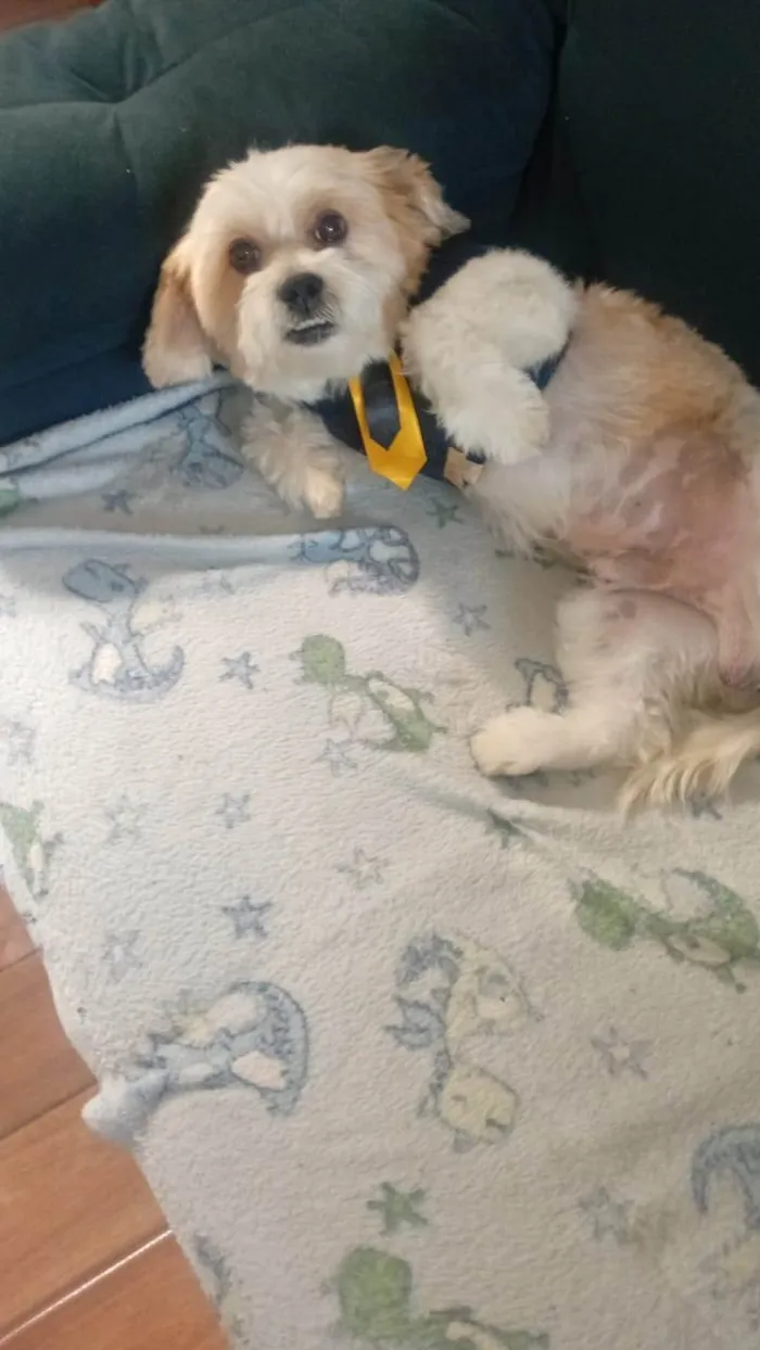Cachorro ra a Lhasa Apso idade 2 anos nome Sayd