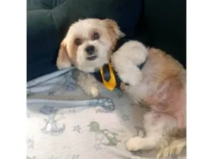 Cachorro raça Lhasa Apso idade 2 anos nome Sayd