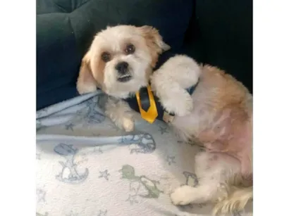 Cachorro raça Lhasa Apso idade 2 anos nome Sayd