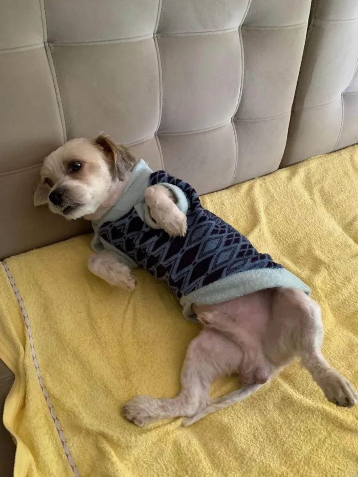 Cachorro ra a Lhasa Apso idade 2 anos nome Sayd