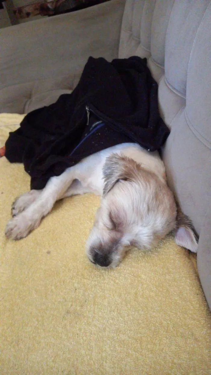 Cachorro ra a Lhasa Apso idade 2 anos nome Sayd