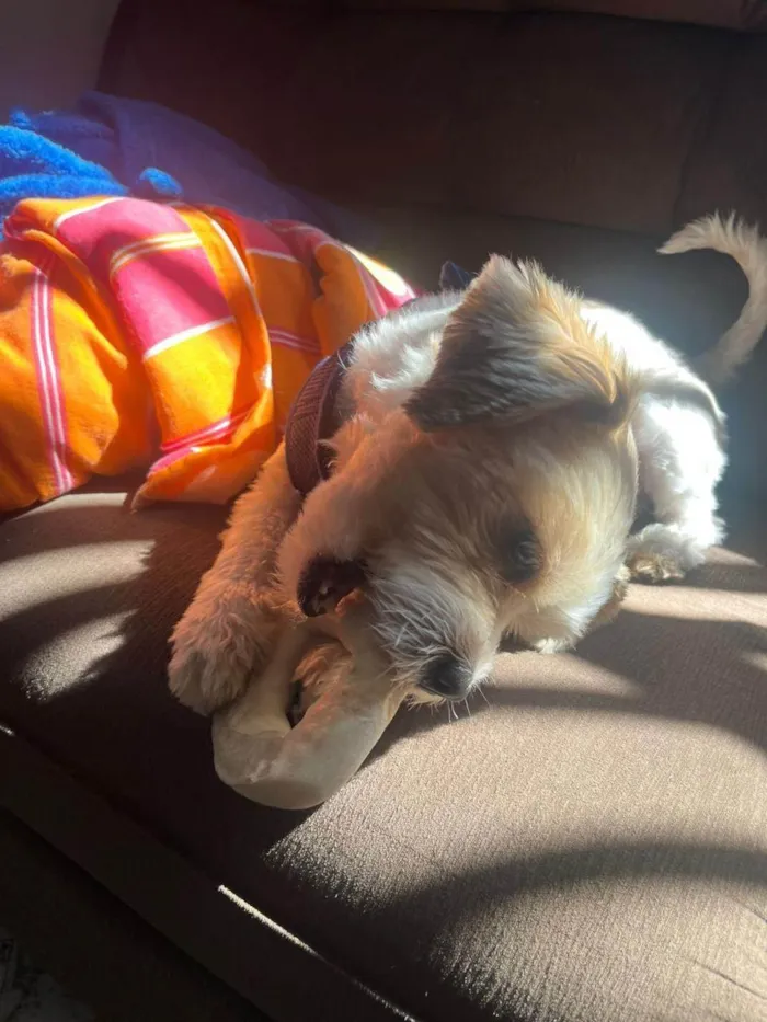 Cachorro ra a Lhasa Apso idade 2 anos nome Sayd