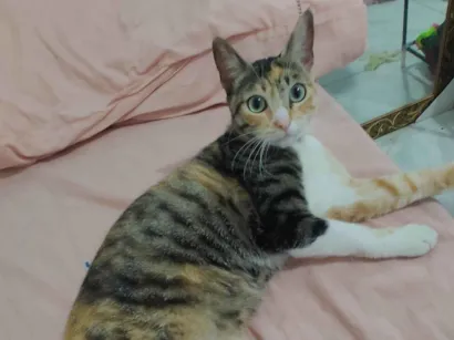 Gato raça SRD-ViraLata idade 1 ano nome Sol Maria 