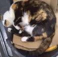 Sofia