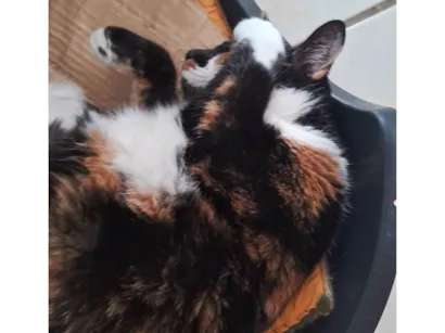 Gato raça SRD-ViraLata idade 4 anos nome Sofia