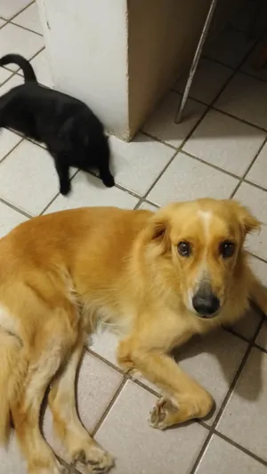 Cachorro raça SRD-ViraLata idade 4 anos nome Januário José