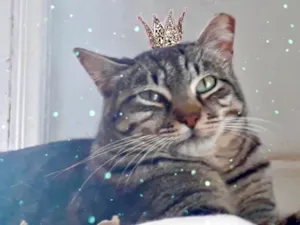 Gato raça SRD-ViraLata idade 2 anos nome Giorgio 