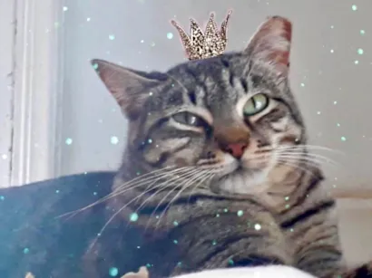 Gato raça SRD-ViraLata idade 2 anos nome Giorgio 