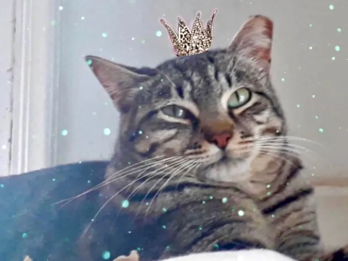 Gato ra a SRD-ViraLata idade 2 anos nome Giorgio 