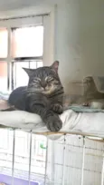 Giorgio