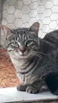 Giorgio