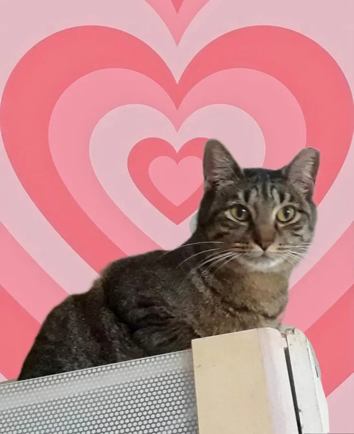 Gato ra a SRD-ViraLata idade 3 anos nome Gucci 