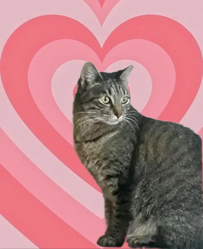 Gato ra a SRD-ViraLata idade 3 anos nome Gucci 