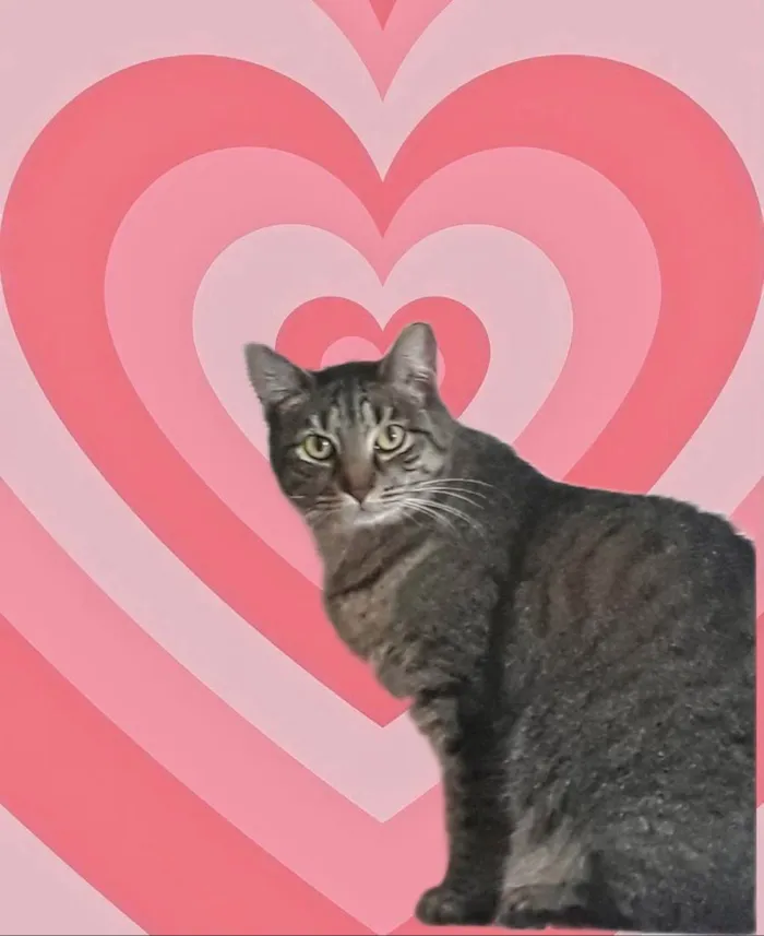Gato ra a SRD-ViraLata idade 3 anos nome Gucci 
