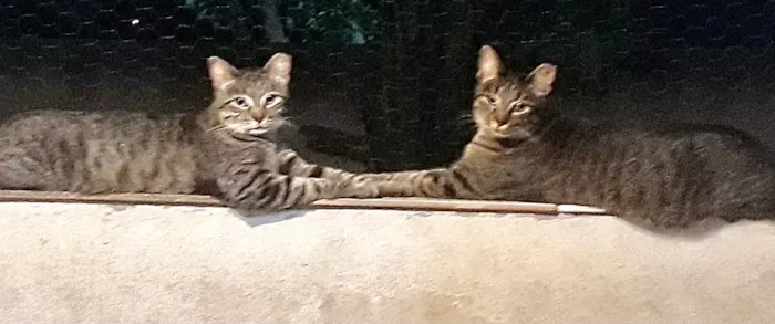 Gato ra a SRD-ViraLata idade 3 anos nome Gucci 