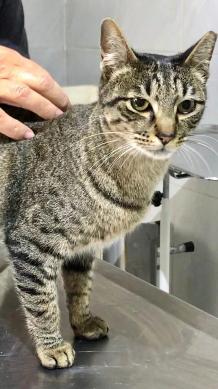 Gato ra a SRD-ViraLata idade 3 anos nome Gucci 