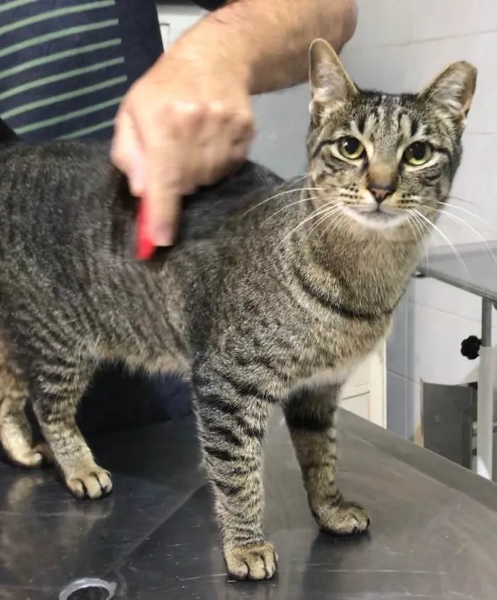 Gato ra a SRD-ViraLata idade 3 anos nome Gucci 