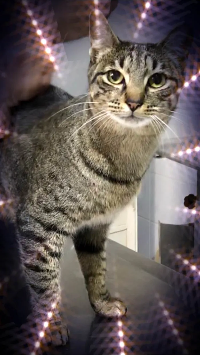 Gato ra a SRD-ViraLata idade 3 anos nome Gucci 