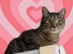Gato raça SRD-ViraLata idade 3 anos nome Gucci 