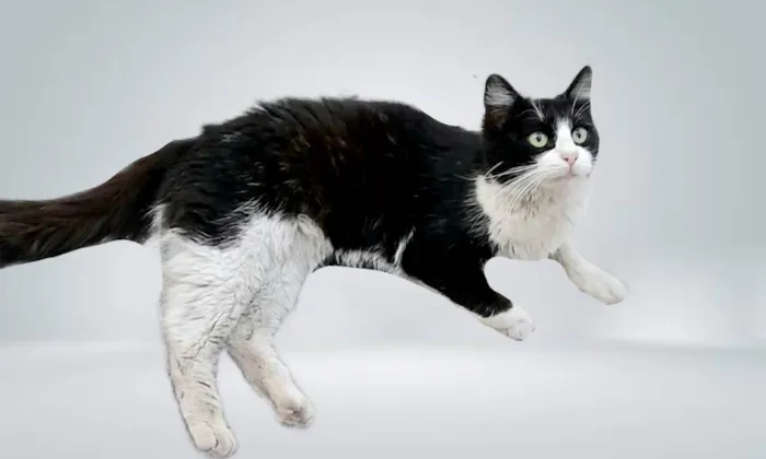Gato ra a SRD-ViraLata idade 7 a 11 meses nome Cacau 11meses pelo longo lindo 