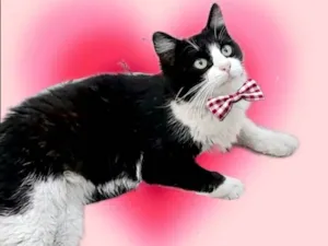 Gato raça SRD-ViraLata idade 7 a 11 meses nome Cacau 11meses pelo longo lindo 