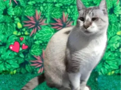 Gato raça SRD-ViraLata idade 7 a 11 meses nome Thomas lindo 1aninho