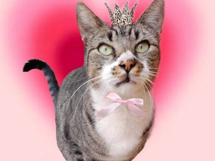 Gato ra a SRD-ViraLata idade 7 a 11 meses nome Ronron linda 