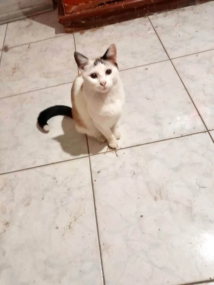 Gato ra a SRD-ViraLata idade 7 a 11 meses nome Melissa linda 