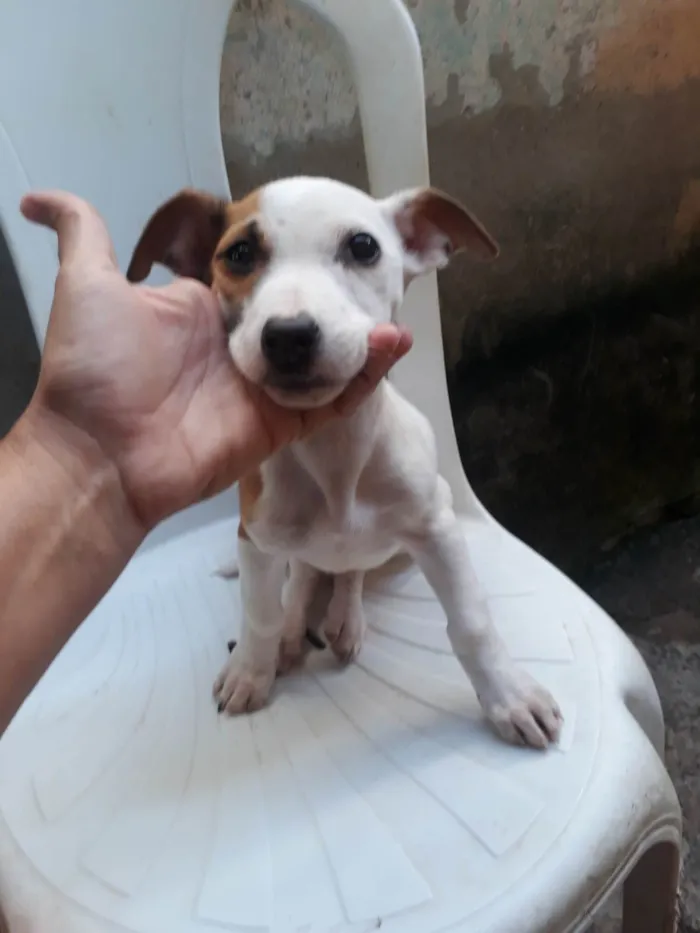 Cachorro ra a Pit-Bull idade 2 a 6 meses nome Eros