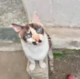 Capuccino linda