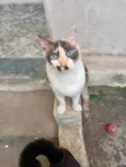 Capuccino linda