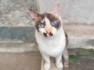 Gato raça SRD-ViraLata idade 7 a 11 meses nome Capuccino linda 