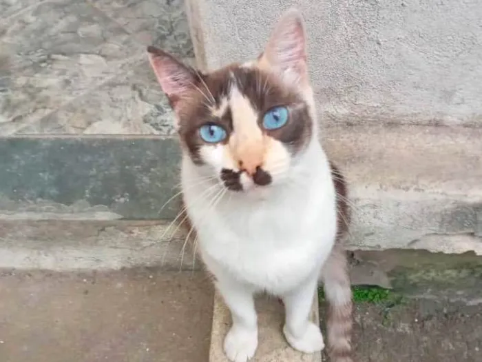 Gato ra a SRD-ViraLata idade 7 a 11 meses nome Capuccino linda 
