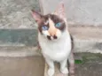 Capuccino linda