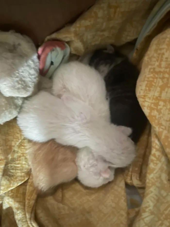 Gato ra a SRD-ViraLata idade Abaixo de 2 meses nome ANA PAULA BIZERRA FERREIRA