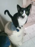 Oreo lindo