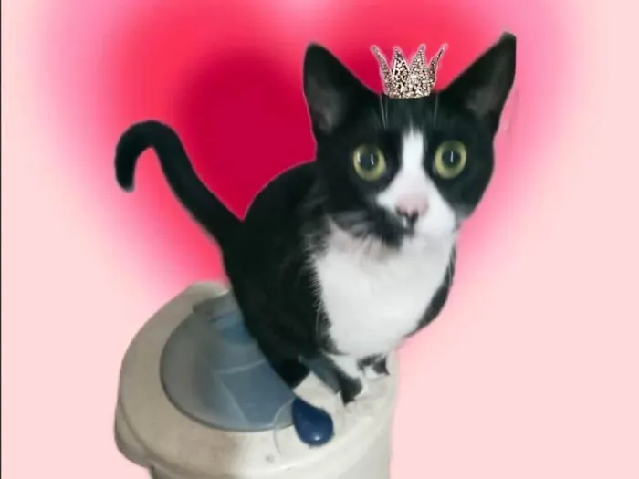 Gato ra a SRD-ViraLata idade 7 a 11 meses nome Oreo lindo 