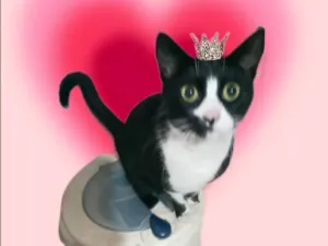 Gato raça SRD-ViraLata idade 7 a 11 meses nome Oreo lindo 