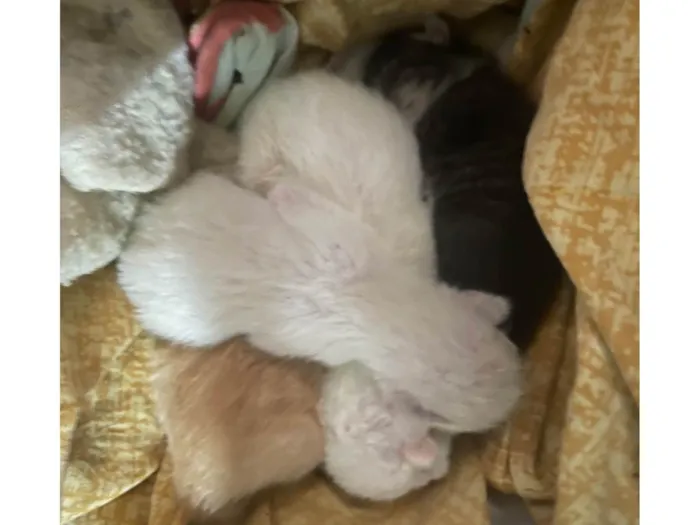 Gato ra a SRD-ViraLata idade Abaixo de 2 meses nome ANA PAULA BIZERRA FERREIRA