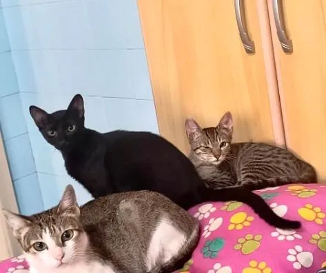 Gato ra a SRD-ViraLata idade 2 a 6 meses nome Merlin 5 meses