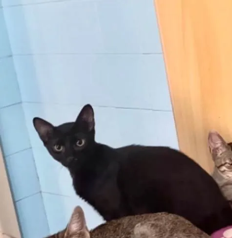 Gato ra a SRD-ViraLata idade 2 a 6 meses nome Merlin 5 meses