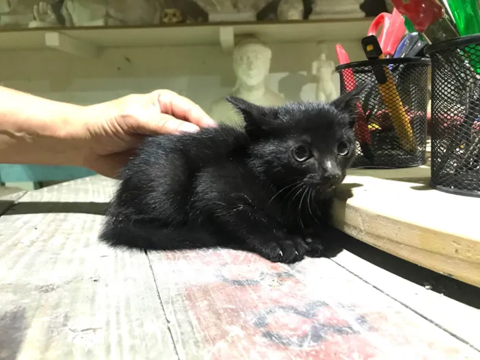 Gato ra a SRD-ViraLata idade 2 a 6 meses nome Merlin 5 meses