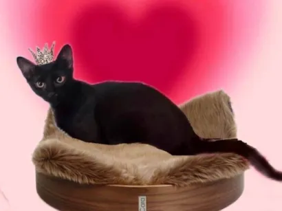 Gato raça SRD-ViraLata idade 2 a 6 meses nome Merlin 5 meses