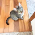Laka bb9meses linda