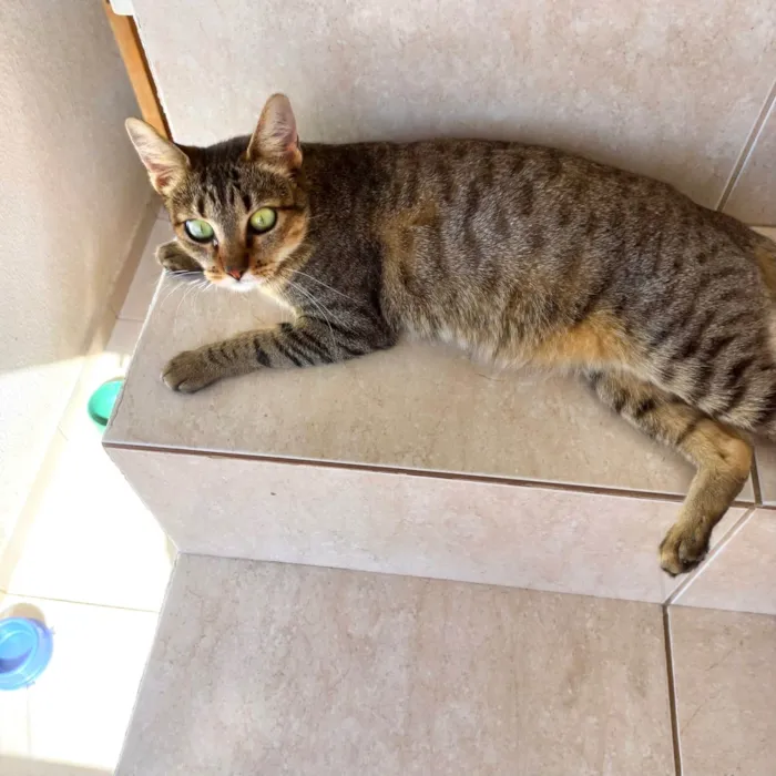 Gato ra a SRD-ViraLata idade 7 a 11 meses nome Laka bb9meses linda 