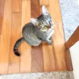 Laka bb9meses linda